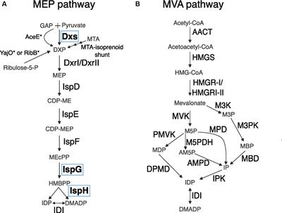 Evolutionary flexibility and rigidity in the bacterial methylerythritol phosphate (MEP) pathway